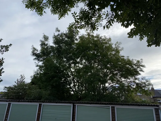 Tree Cutting London